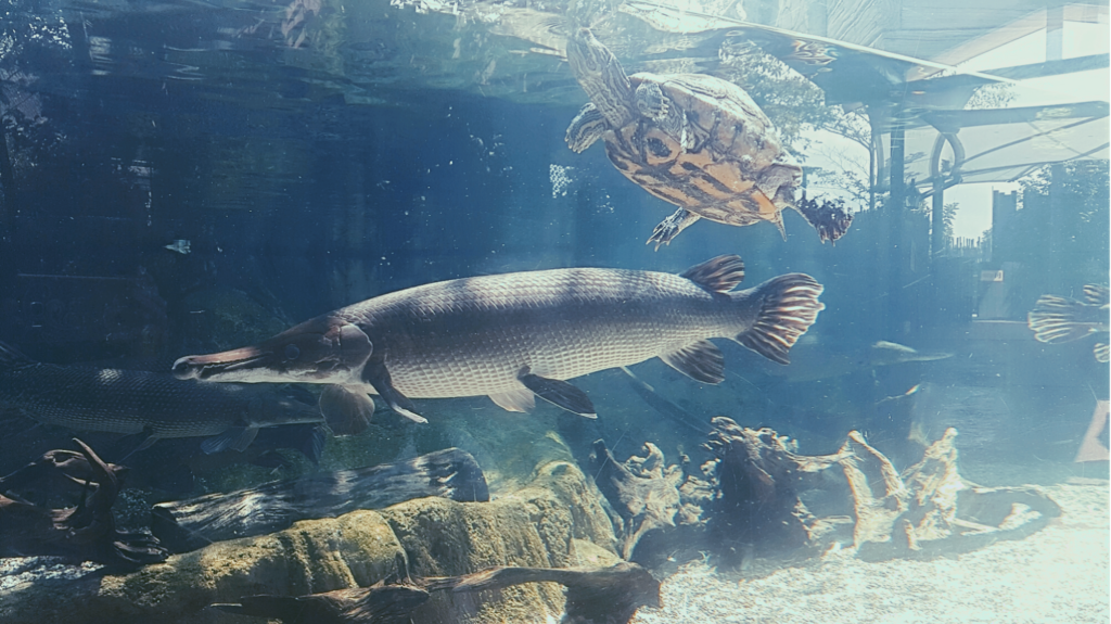 Alligator Gar