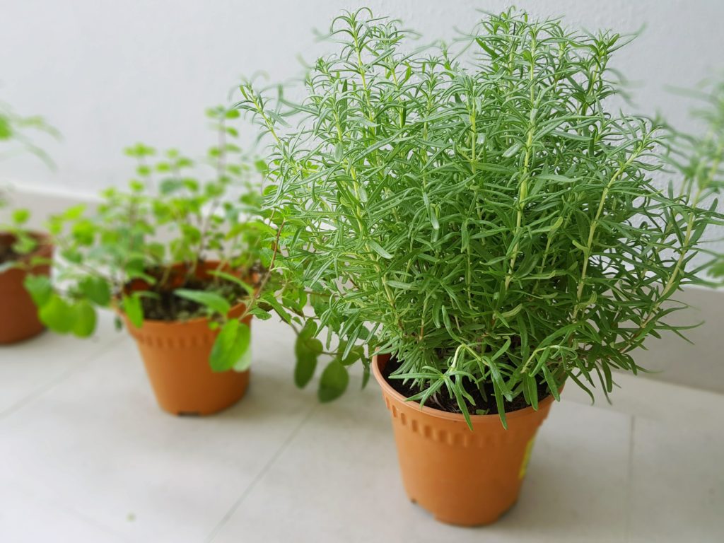 insect repellent plants