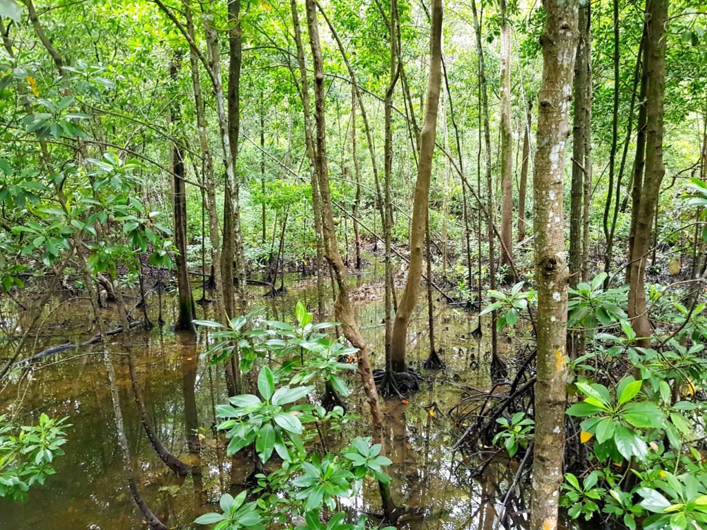 Pasir ris park mangrove swamp