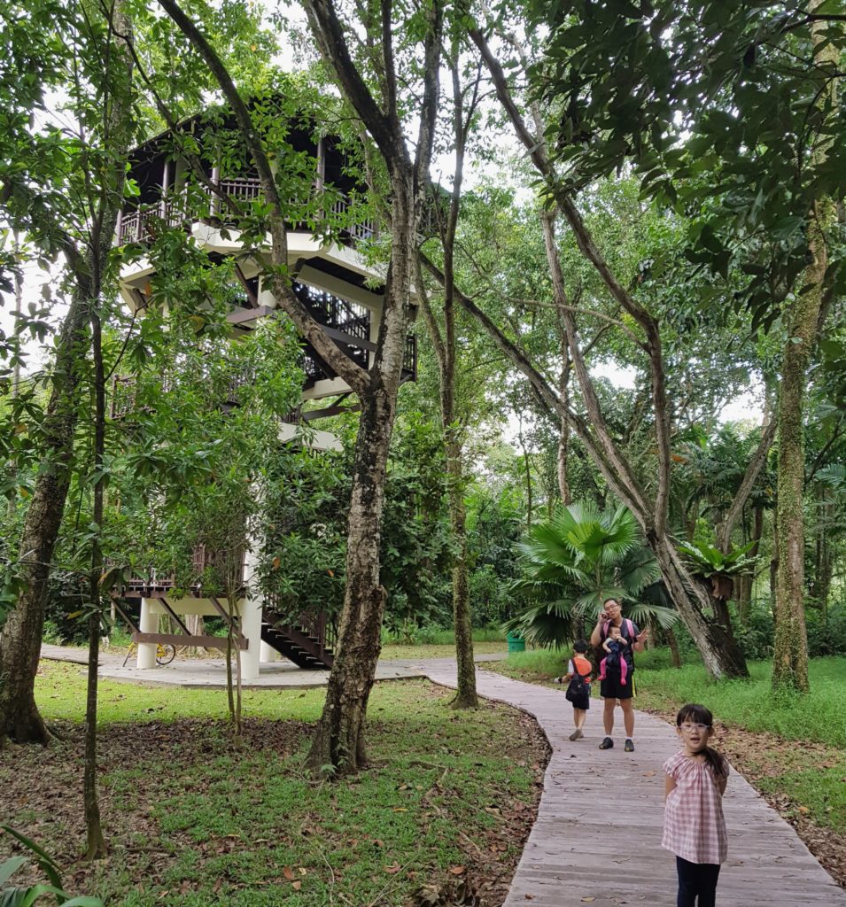 Pasir ris park mangrove swamp