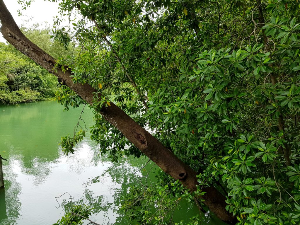 Pasir ris mangrove swamp