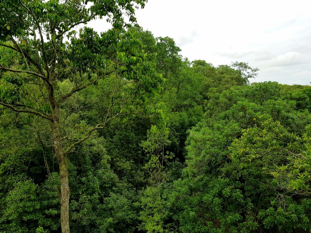 Pasir ris mangrove swamp