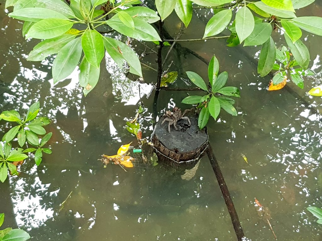 Pasir ris park mangrove swamp