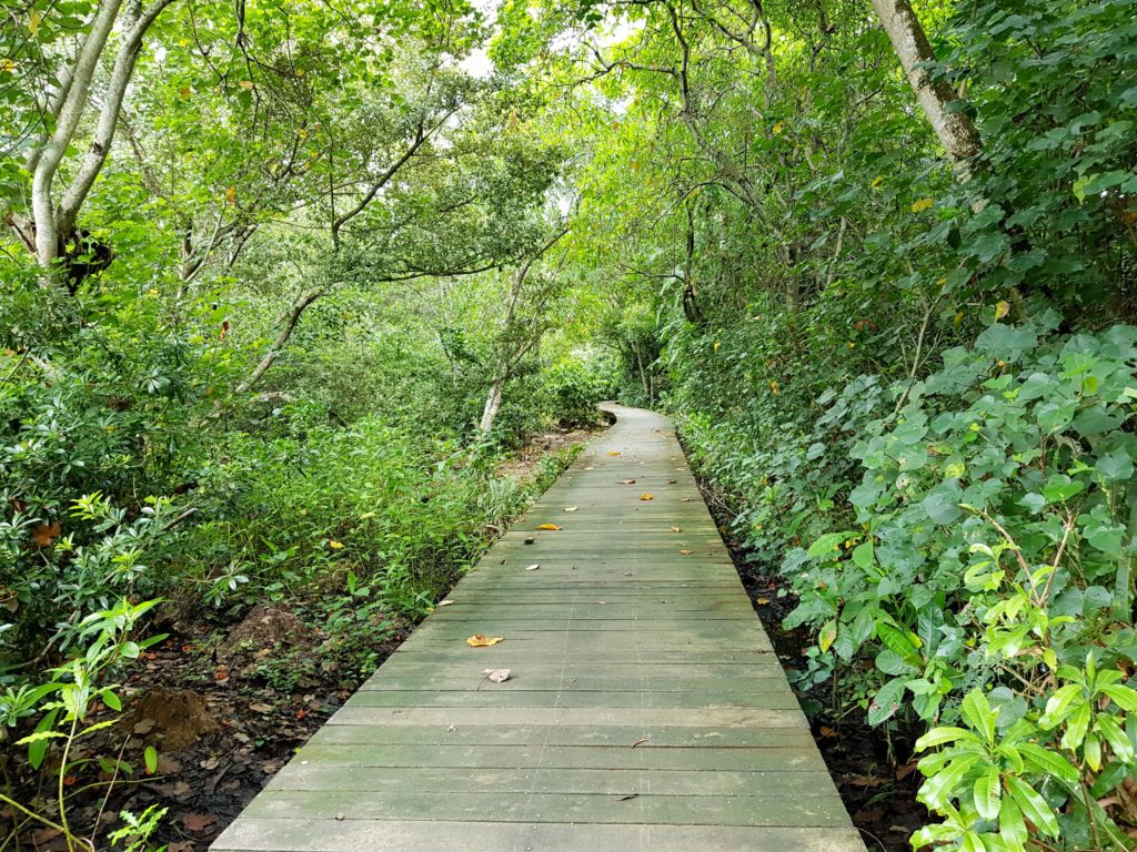 Pasir ris park mangrove swamp