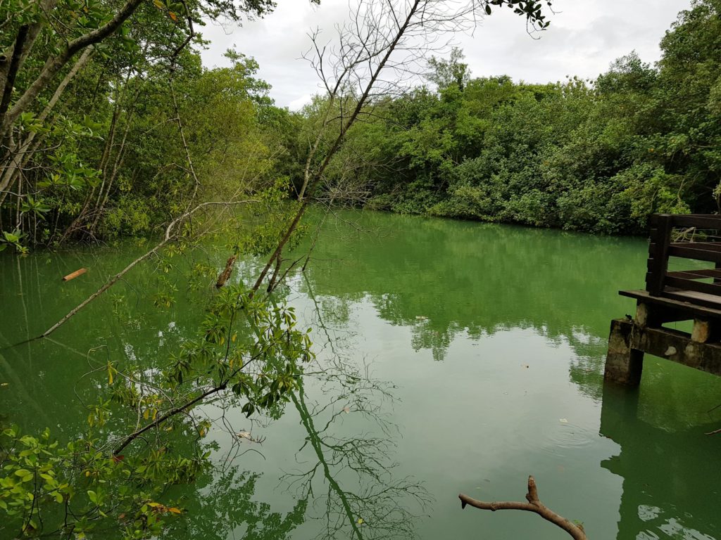 Pasir ris park mangrove swamp