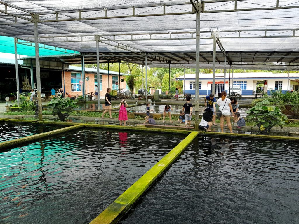 mainland tropical fish farm