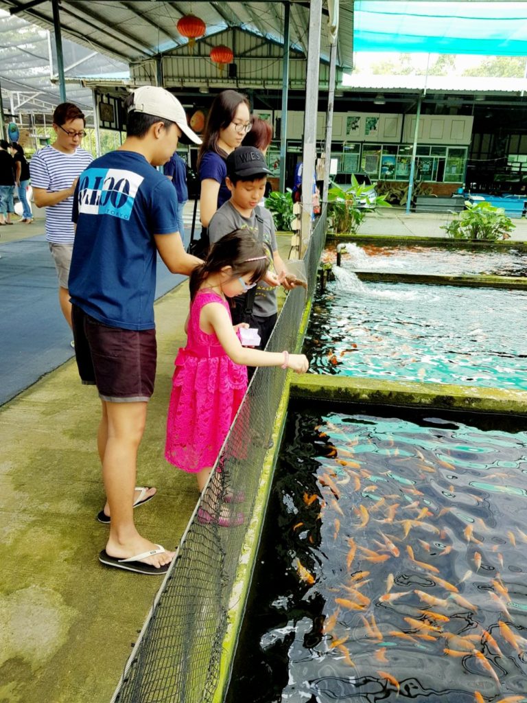 mainland tropical fish farm