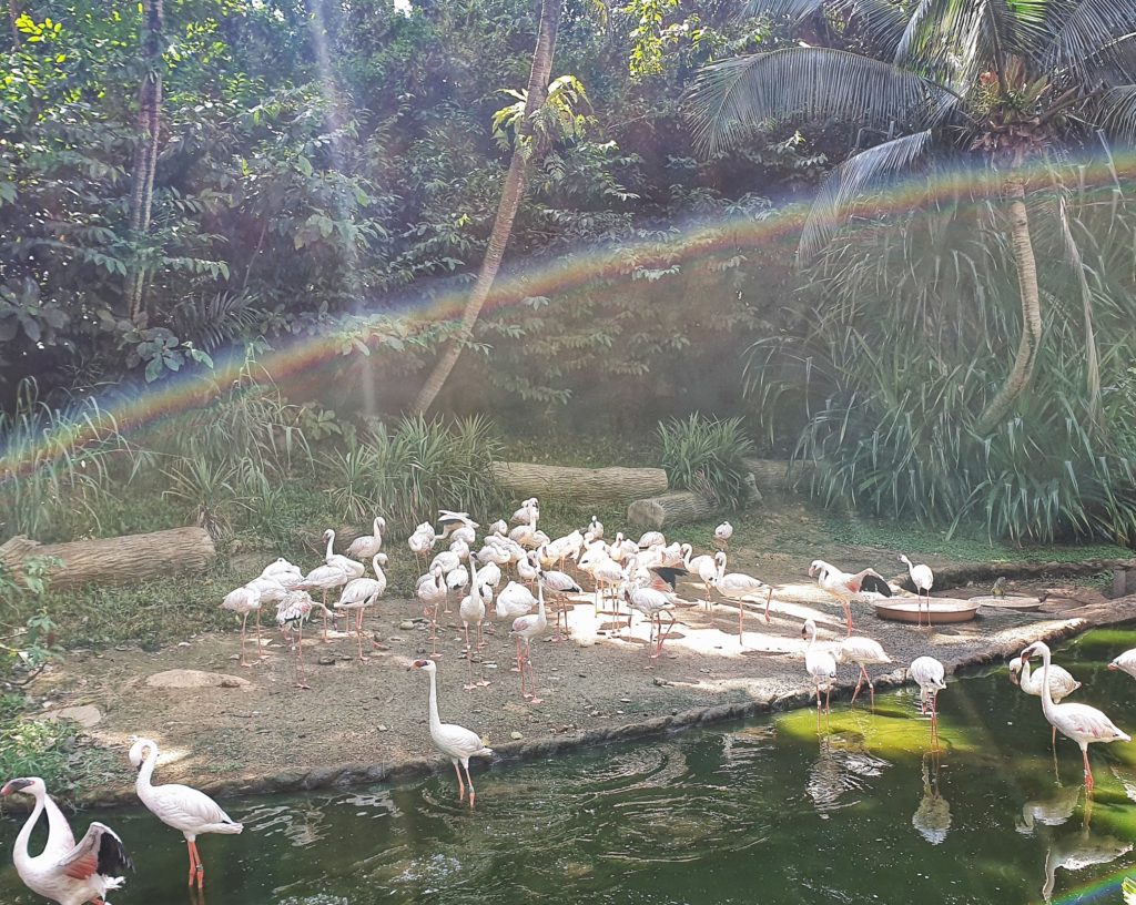 Jurong Bird Park