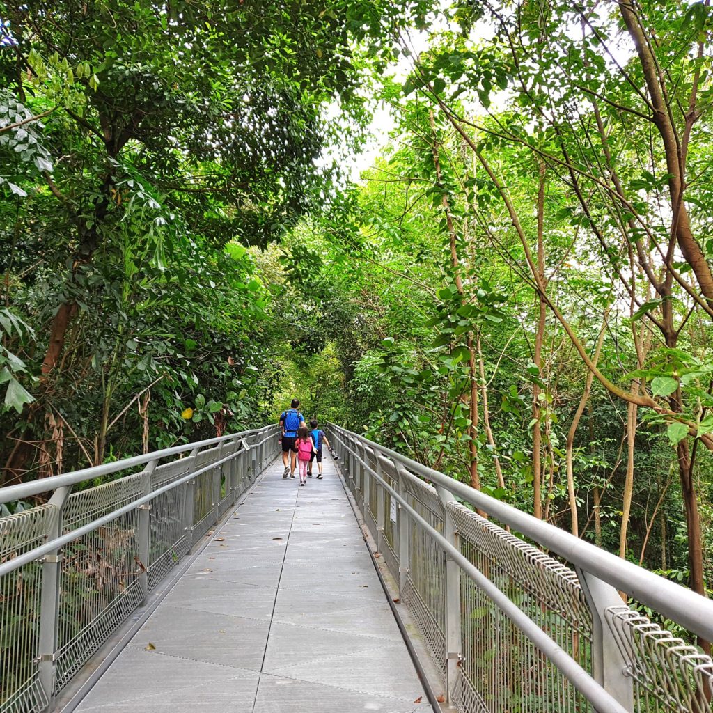 forest walk