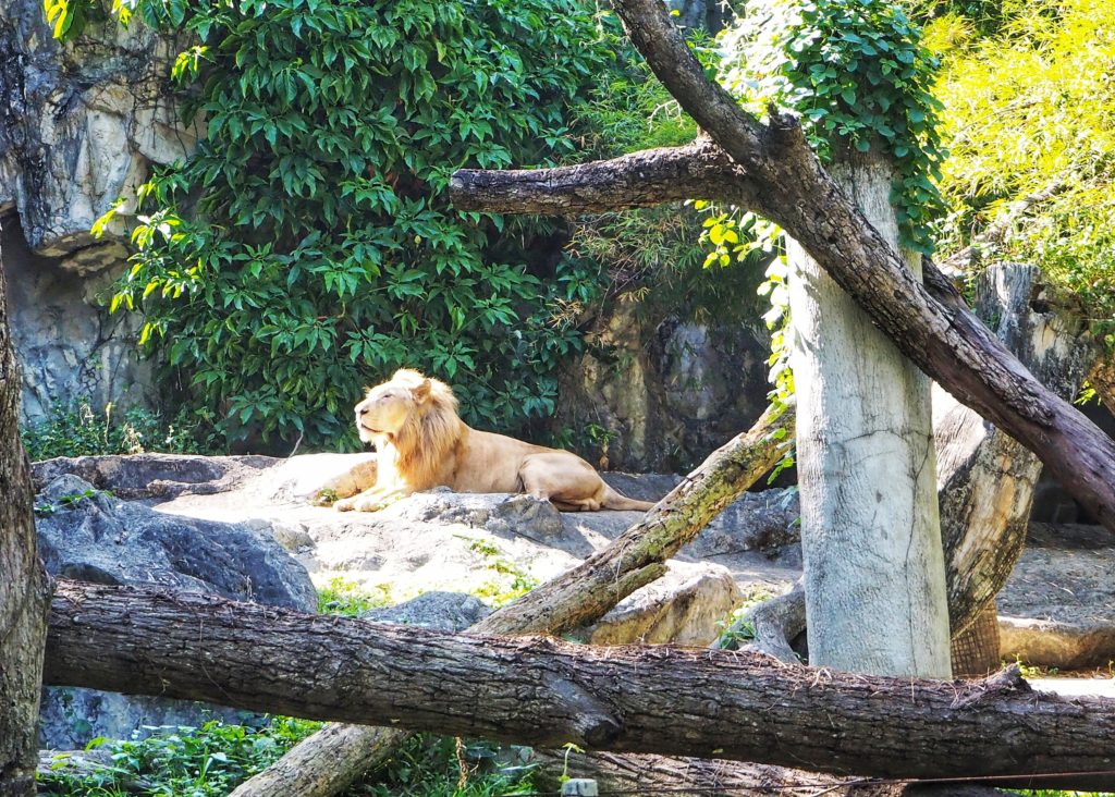 Chiang Mai Zoo