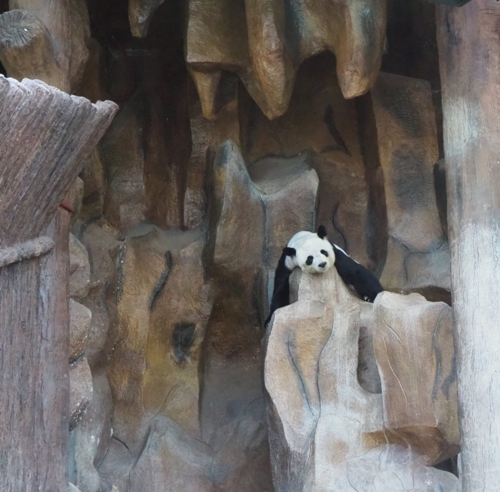 chiang mai zoo with kids