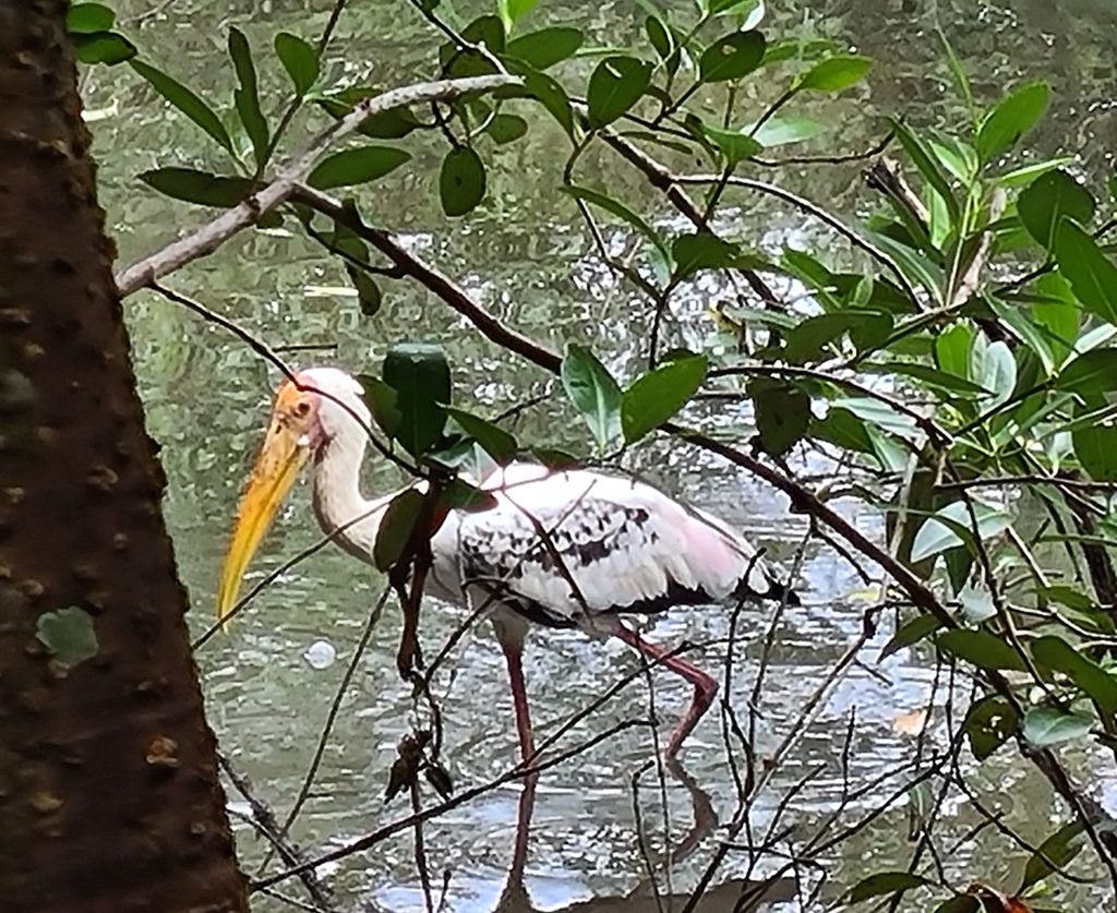 Sungei Buloh Wetland Reserve