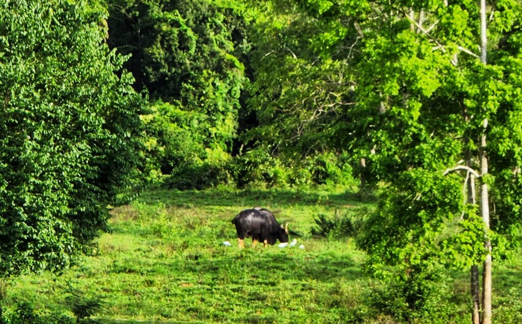 hua hin with kids Kui Buri Elephant Safari